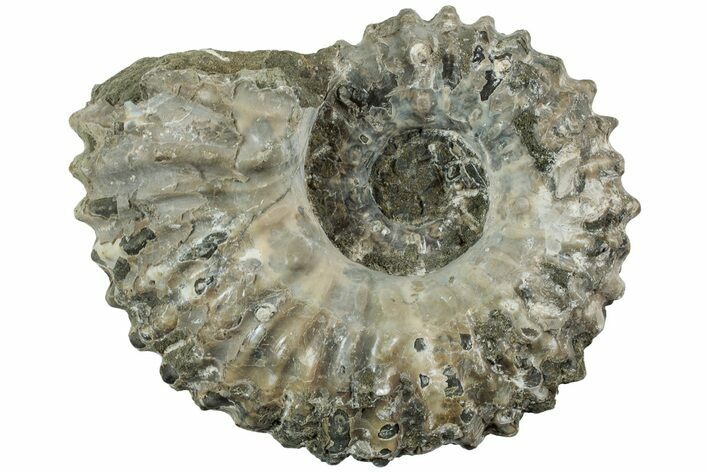 Bumpy Ammonite (Douvilleiceras) Fossil - Madagascar #224596